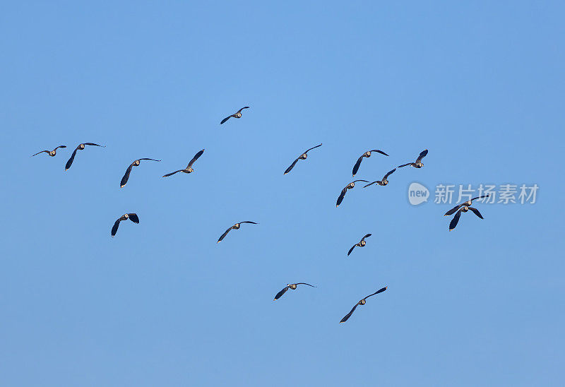 北翅鸡(Vanellus Vanellus)